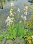 Preview: Iris sibirica alba weisse Wiesenschwertlilie
